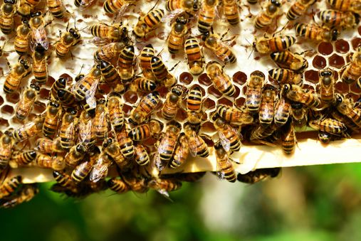 Bienen am Bienenstock © pexels pixabay Bienen am Bienenstock © pexels pixabay