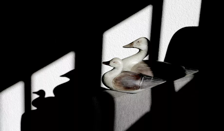 Detail DZ Bodensee