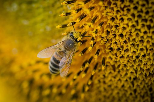 Biene auf einer Blüte © Anton Atanasov / pexels.com Biene auf einer Blüte © Anton Atanasov / pexels.com