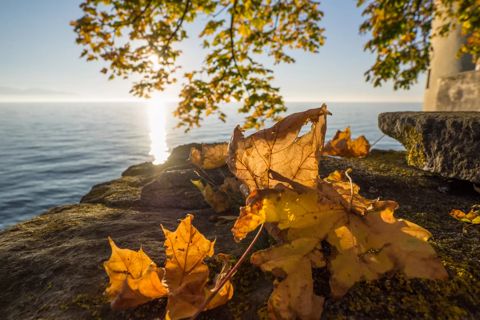 Blätter © Shutterstock