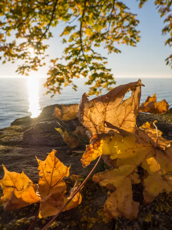 Blätter © Shutterstock