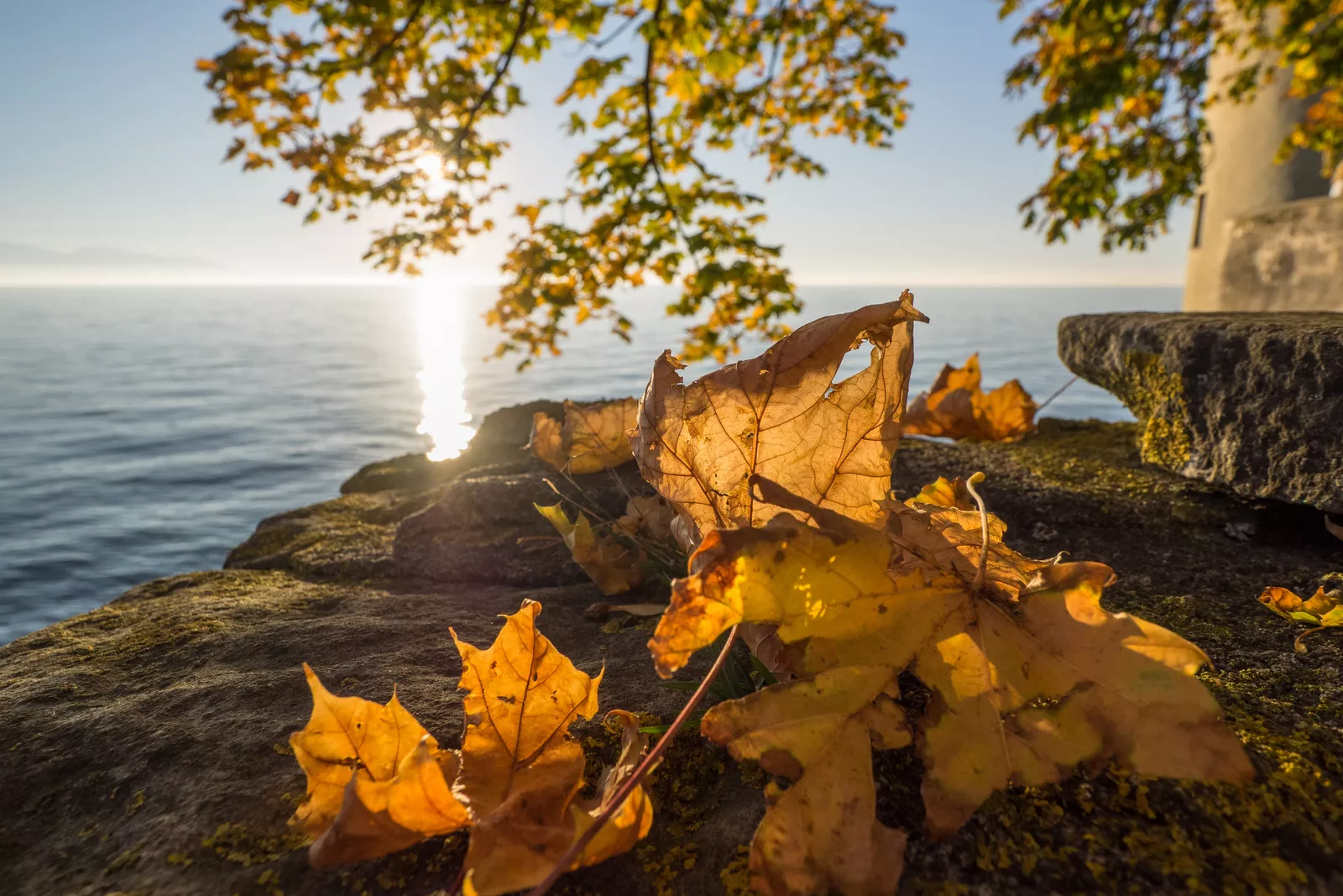 Blätter © Shutterstock